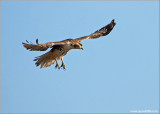 Red-tailed Hawk 32