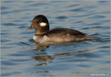 Female Bufflehead 13