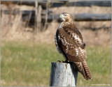Red-tailed Hawk 34