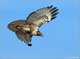 Red-tailed Hawk 36