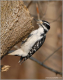 Downy Woodpecker 4