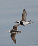 Long-tailed Ducks 3