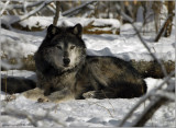 Timber Wolf  9