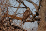 Red-tailed Hawk 37