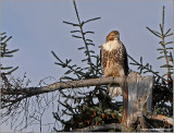 Red-tailed Hawk 38
