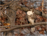 Red-tailed Hawk 39
