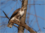 Red-tailed Hawk 41
