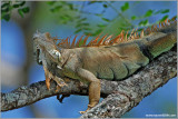 Green Iguana 1