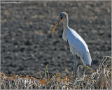 Woodstork 1