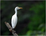 Cattle Egret 7