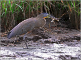Bare-throated Tiger-Heron 2