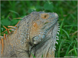 Green Iguana 4