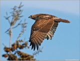 Red-tailed Hawk 43