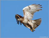 Red-tailed Hawk 44