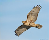 Red-tailed Hawk 45