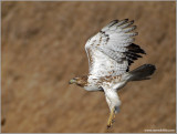 Red-tailed Hawk 46