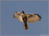 Red-tailed Hawk 47