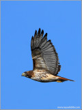 Red-tailed Hawk 48