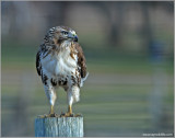Red-tailed Hawk 49