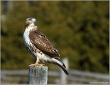 Red-tailed Hawk 50