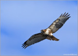 Red-tailed Hawk 53