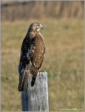 Red-tailed Hawk 54