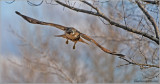 Red-tailed Hawk 56