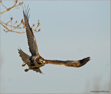 Red-tailed Hawk 57
