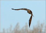 Red-tailed Hawk 58