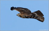 Red-tailed Hawk 60