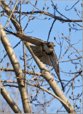 Red-tailed Hawk 62