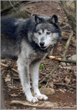 Timber Wolf 16