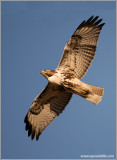 Red-tailed Hawk 63