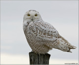 Snowy Owl 13