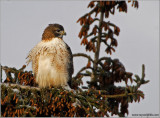 Red-tailed Hawk 65