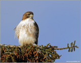 Red-tailed Hawk 67