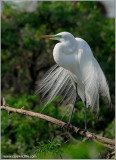 Great Egret 15