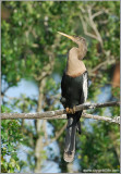 Anhinga 2