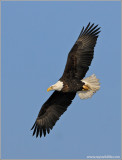 Bald Eagle 32