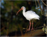 White Ibis 4