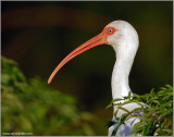 White Ibis 5