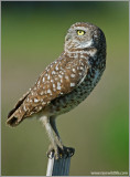 Burrowing Owl 4