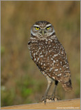 Burrowing Owl 7