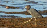 Reddish Egret 2