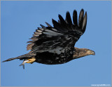 Juvenile Bald Eagle 50