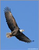 Bald Eagle 52