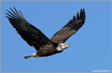 Bald Eagle 53