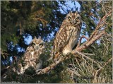 Short-eared Owls 20  with Ice on the Beak?