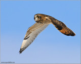 Short-eared Owl 28
