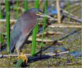 Green Heron 2